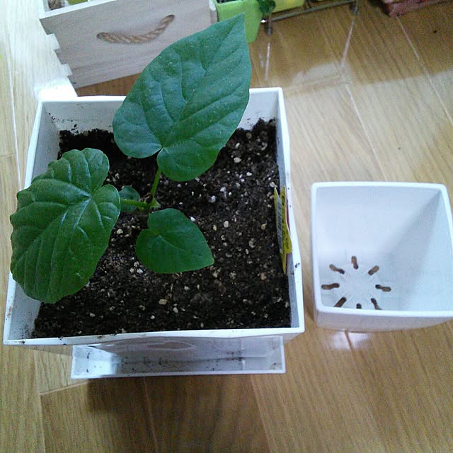 kotokoさんの実例写真