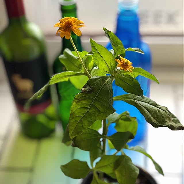 Satoshiさんの実例写真