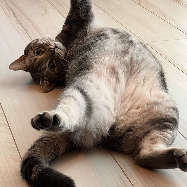 korachanさんの実例写真