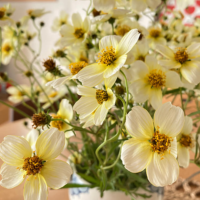 bestwishes.ryokoさんの部屋