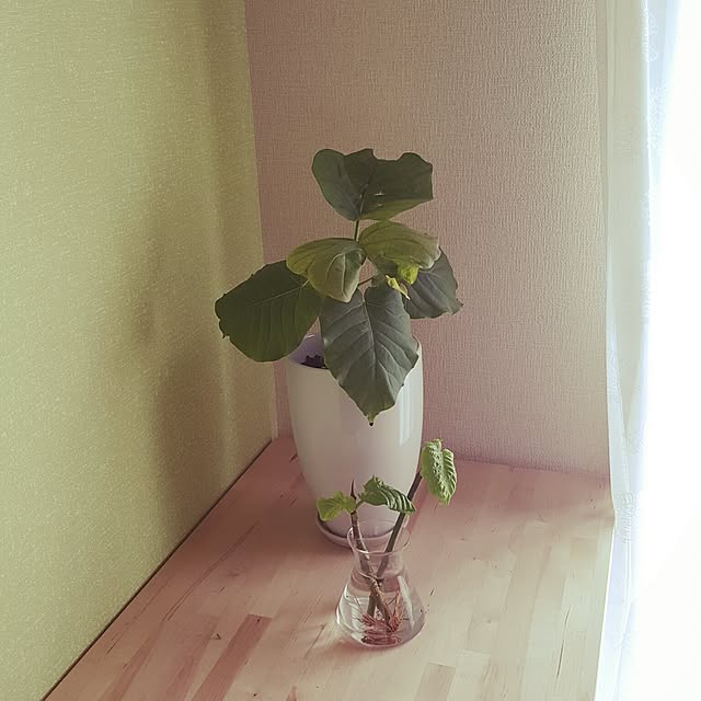 cherryさんの実例写真