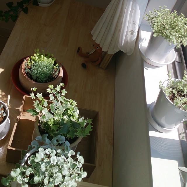 koyuki7891さんの実例写真