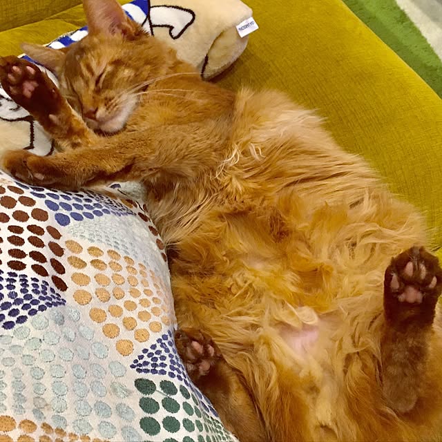 sakineko528さんの実例写真