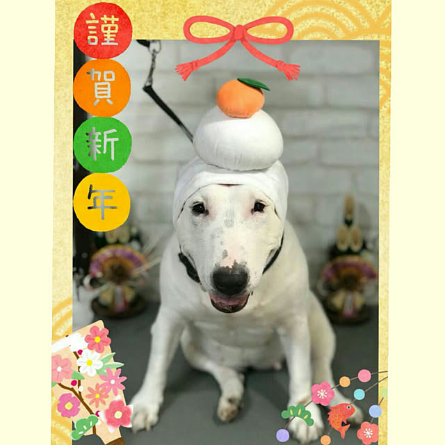 aquaさんの実例写真