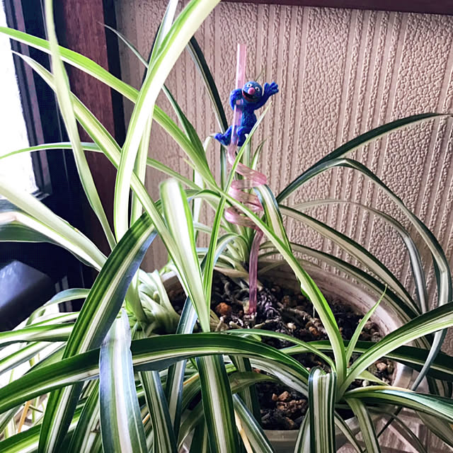 portulacaさんの実例写真