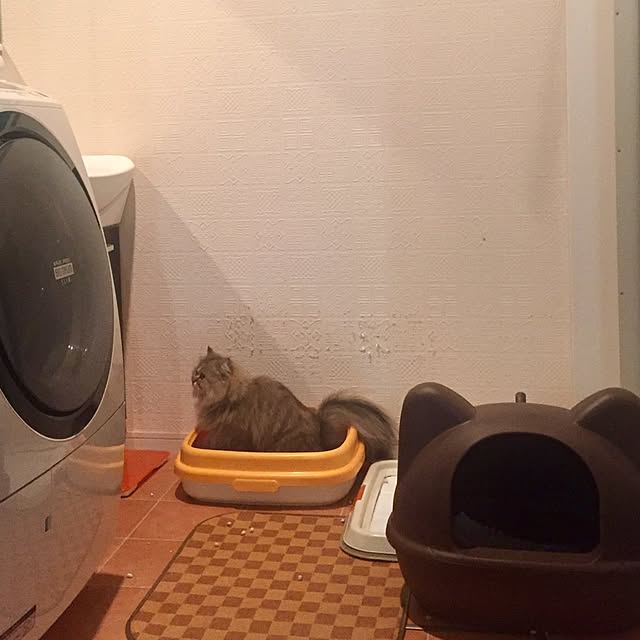 butachanさんの実例写真