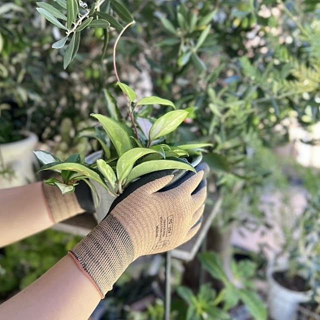 Royal_Gardeners_Clubさんの実例写真