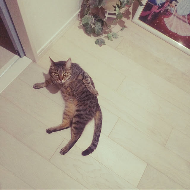 MILKさんの実例写真