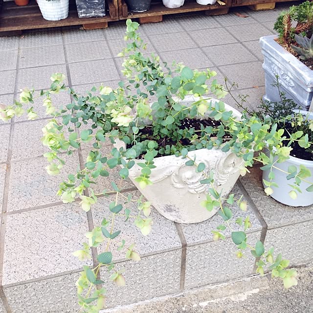 yuraaiさんの実例写真