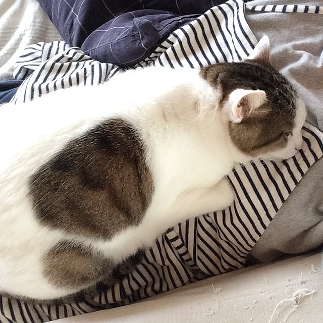kojiさんの実例写真