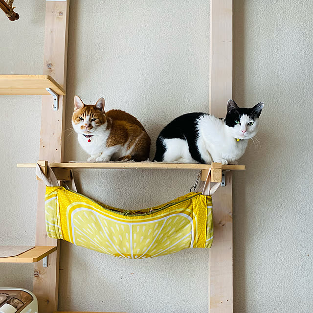 SHIHOさんの実例写真