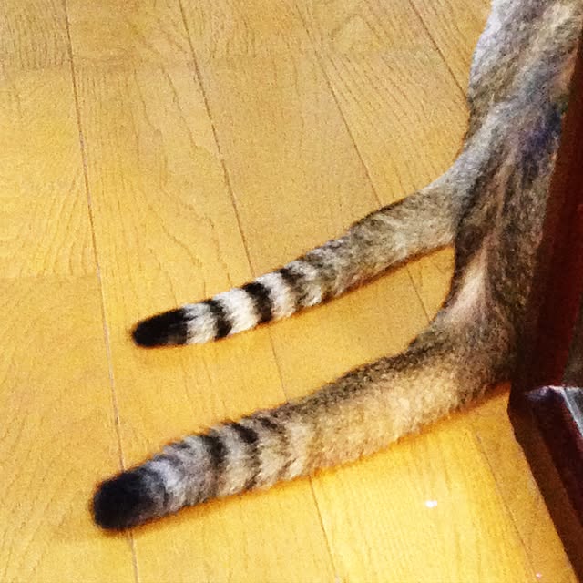 1633さんの実例写真