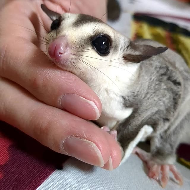 Annaさんの部屋