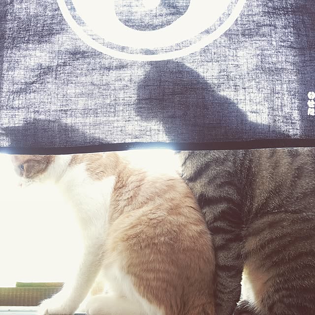 syokoさんの実例写真
