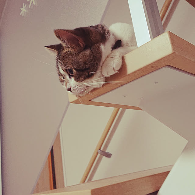 moonrapeさんの実例写真