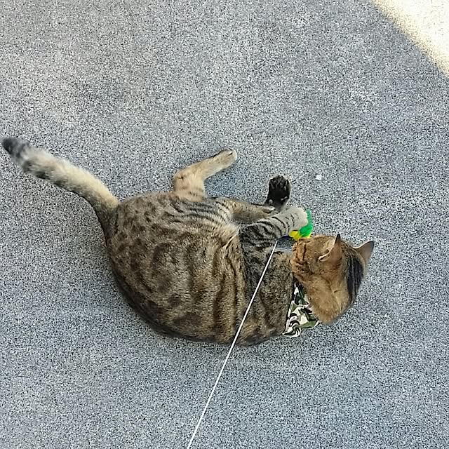 lemoned1126さんの実例写真