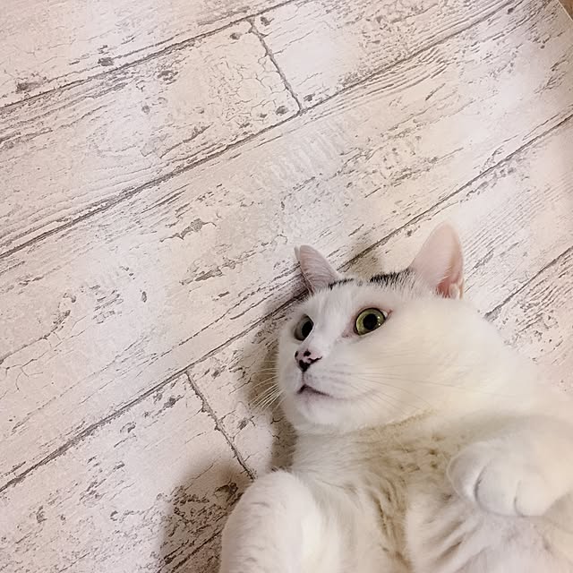 miさんの実例写真