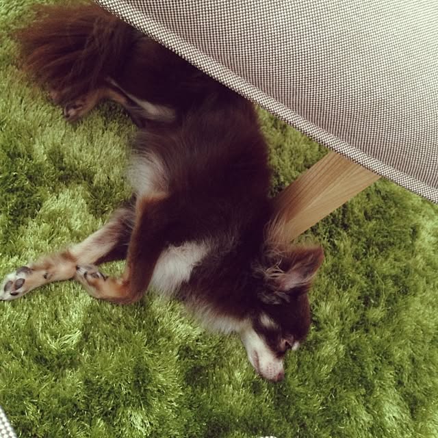 creaさんの実例写真