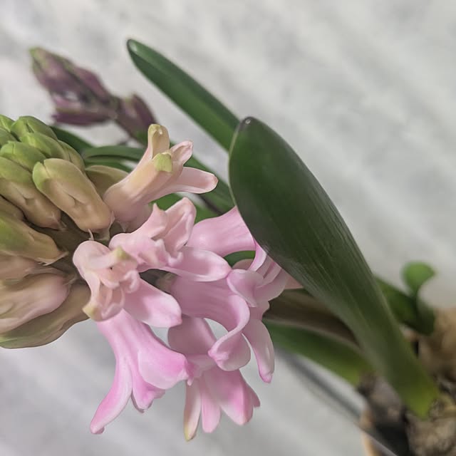 minnieさんの実例写真