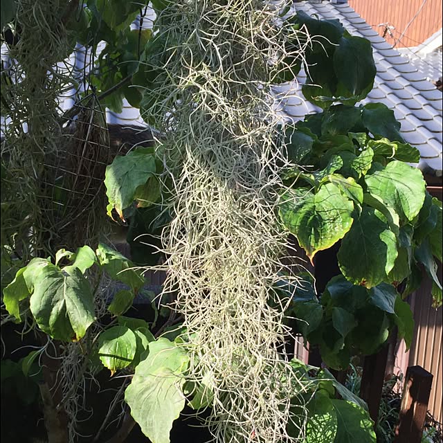 moririnさんの実例写真