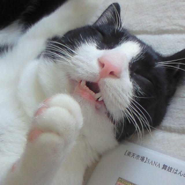 Archieさんの実例写真