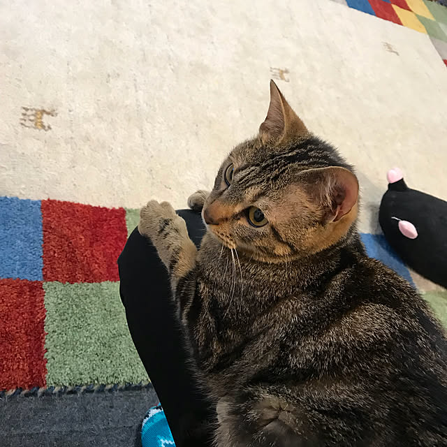 pepeさんの実例写真