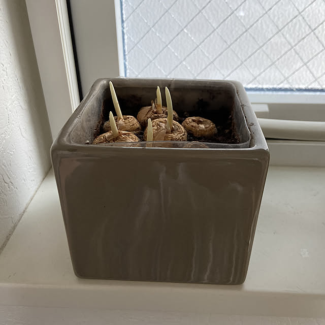 speranzaさんの実例写真