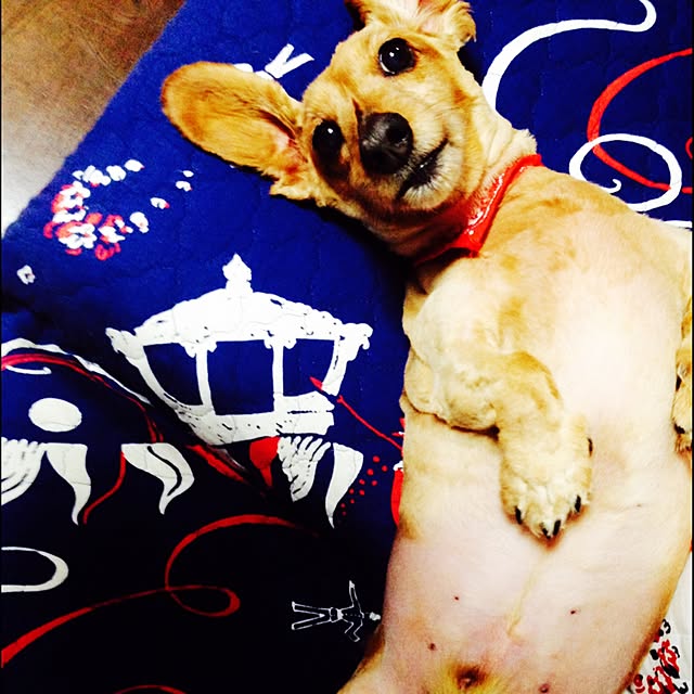 pepeさんの実例写真