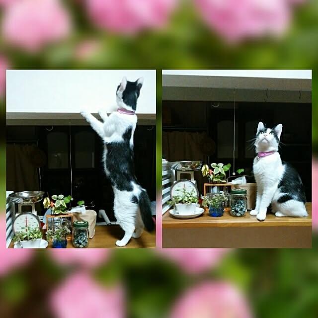 yum0408さんの実例写真