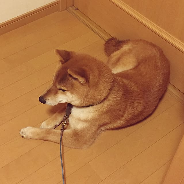luckyさんの実例写真
