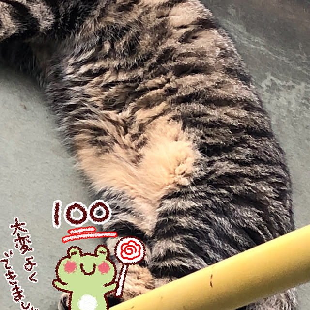 実例写真