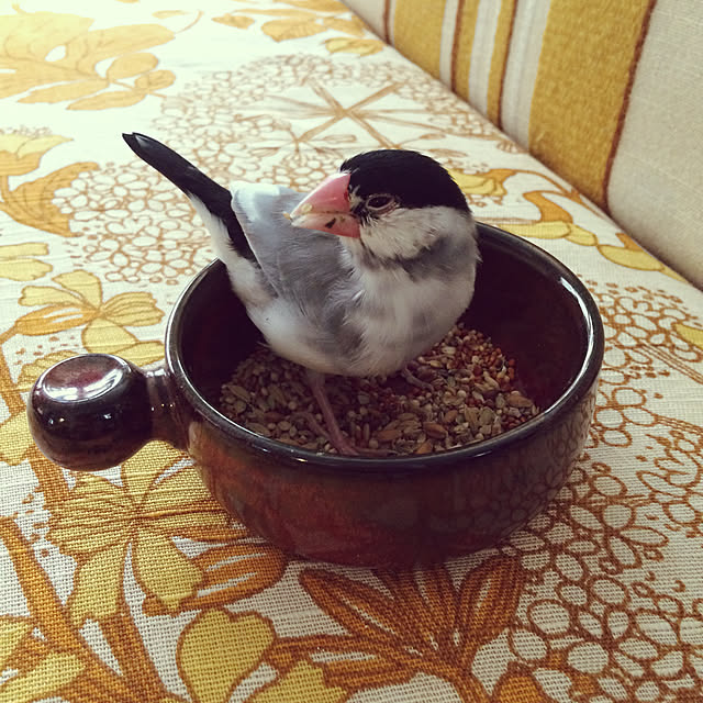 soramameさんの実例写真