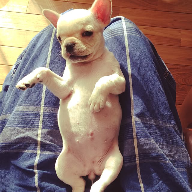 実例写真