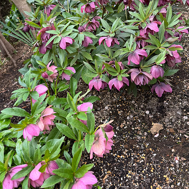 mamizaさんの部屋