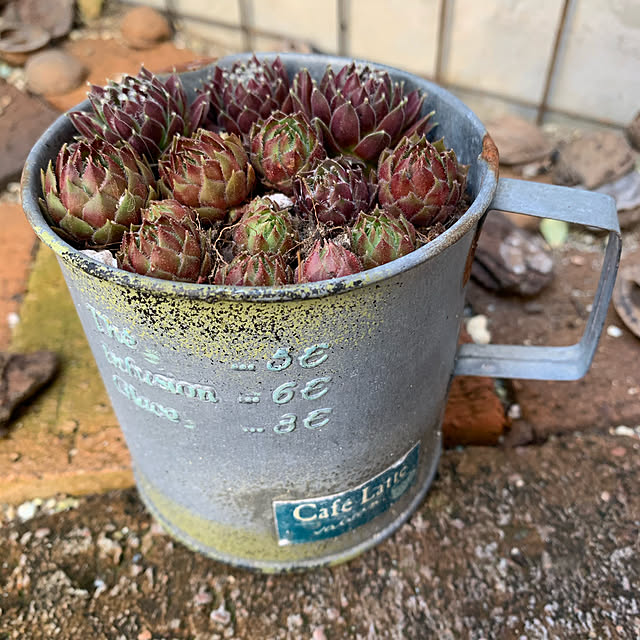 多肉植物/多肉植物の寄せ植え/玄関/入り口のインテリア実例 - 2020-05-08 14:50:07