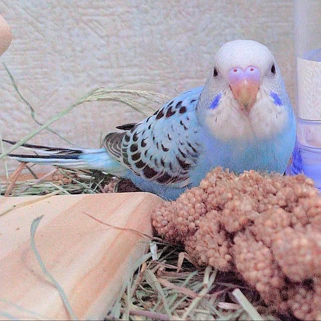 Miyumamaさんの部屋