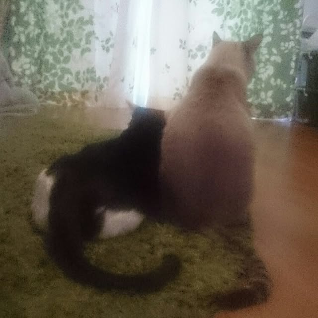 hoshiさんの実例写真