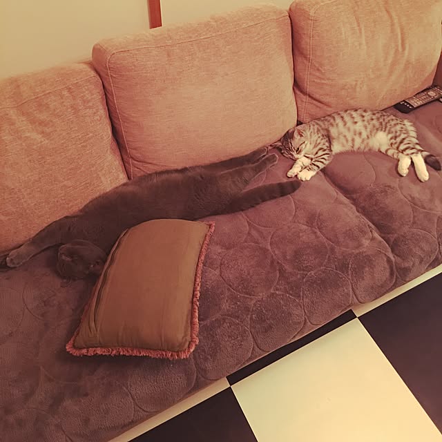 Shojiさんの実例写真