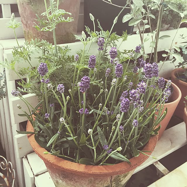 ChouchouLejardinさんの実例写真