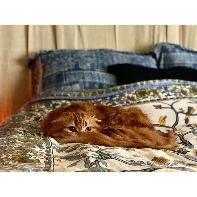 asamiiii1120さんの実例写真