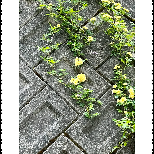 cotaさんの部屋