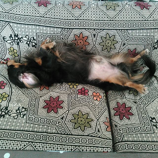 cocoさんの実例写真