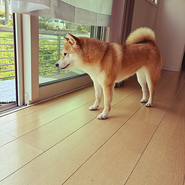 dmamaさんの部屋