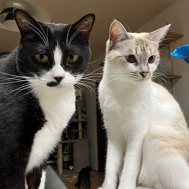 nekoさんの実例写真