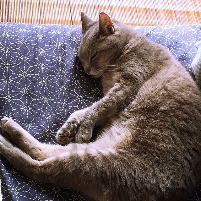 satochanさんの実例写真
