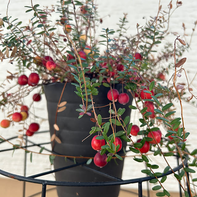 adamoさんの実例写真