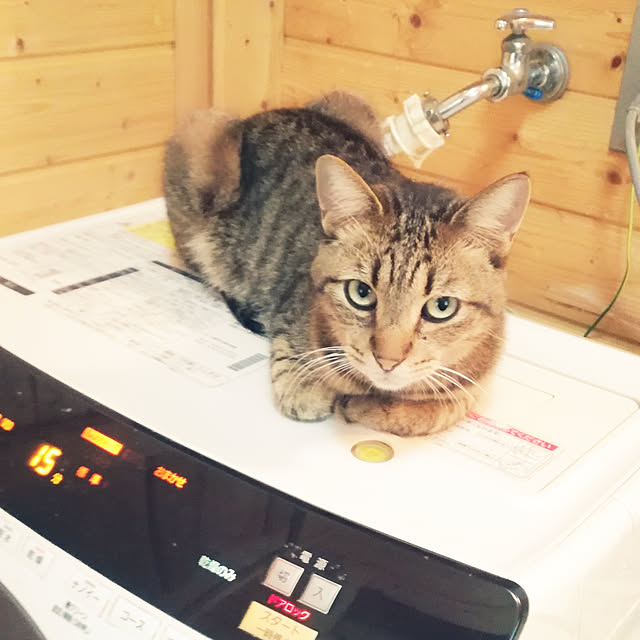 Maki-nekomamireさんの実例写真