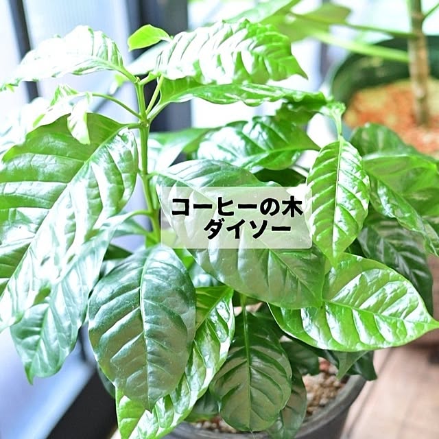 CYNOSさんの部屋