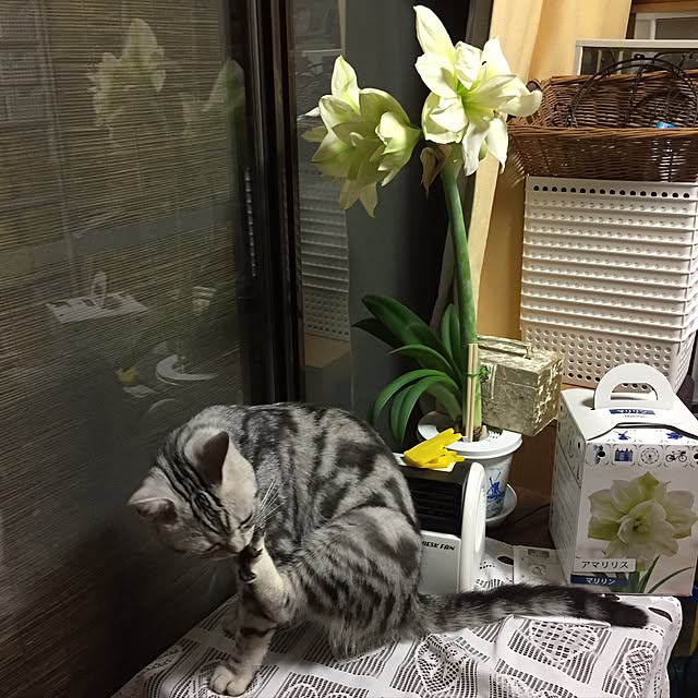 tanutanさんの実例写真
