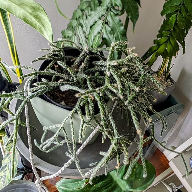 ot-gardenさんの部屋